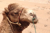 L’origine du chameau
