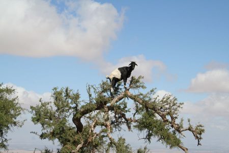 huile-argan-chevre-arganier