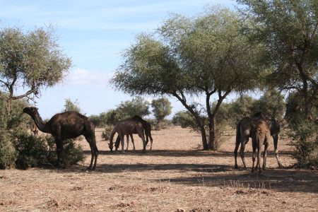 huile-argan-dromadaires-arganiers