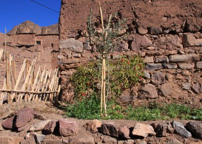 oasis-fint-jardin-dans-village