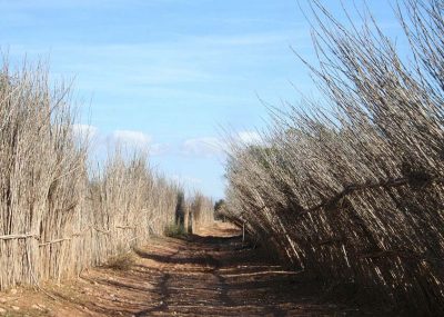 taroudant-dar-rayat-dans-les-fermes