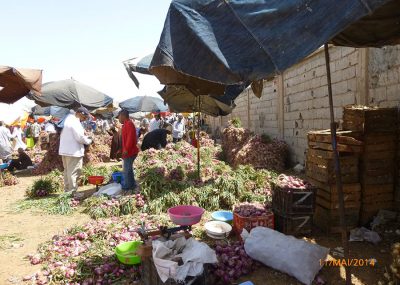 Taroudant-Souk du dimanche-Beaux oignons