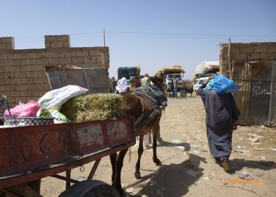 Taroudant-Souk du dimanche-Charrette