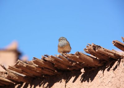 ait-benhaddou-visiteur-du-matin