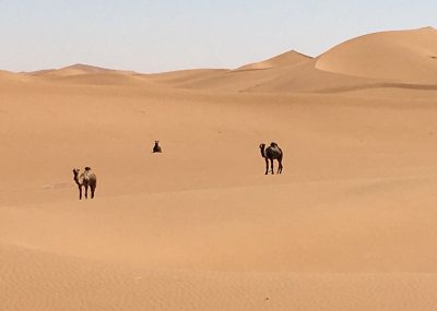 chigaga-dromadaires-dunes