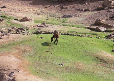 jebel-siroua-cheval-pature-source