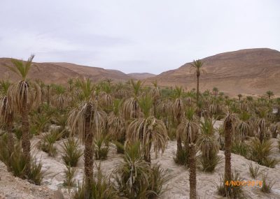 foum-zguid-a-tazenacht-piste-palmiers-desert-mineral