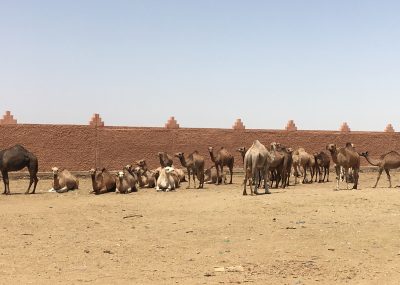 Guelmin - Souk des chameaux