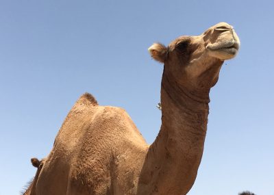 Guelmin - Souk des chameaux - Dromadaires