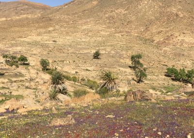 Tafraout - Anti atlas après les pluies de printemps