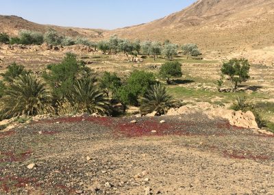 Tafraout - Anti atlas en fleurs après les pluies de printemps