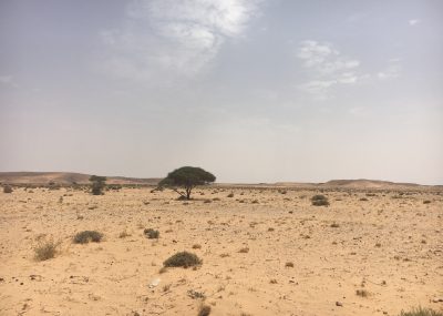 Smara-paysage route Laâyoune smara