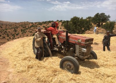 Vallée des cédrats_battage avec le tracteur