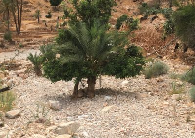 Vallée des cédrats_palmier et caroubier enlacés dans l