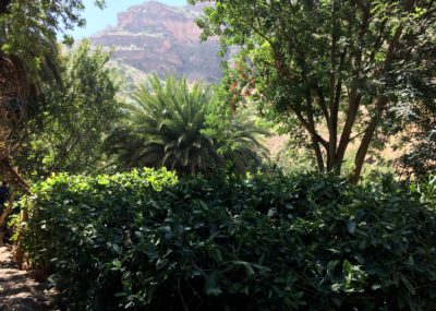 Vallée des cédrats_plantations sous les palmiers