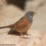 Bruant striolé Emberiza striolata Striolated Bunting