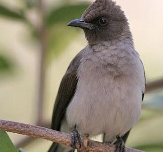 Les oiseaux de mon jardin : ambiance sonore de Taroudant